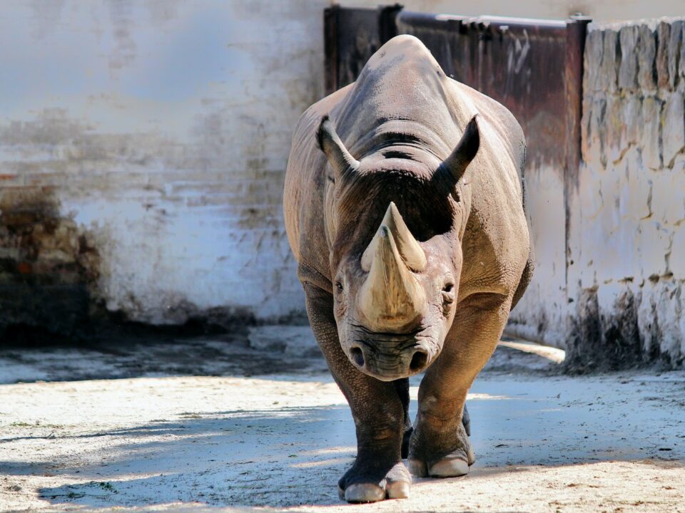 rhinoceros walking near white wall