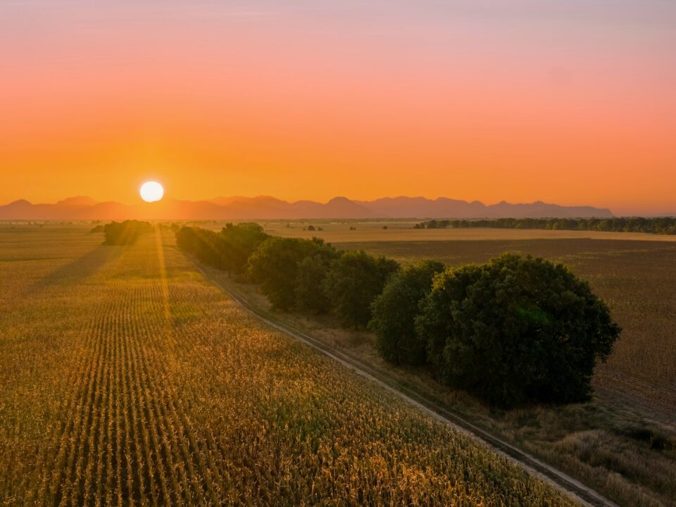 green trees and plants during sunset