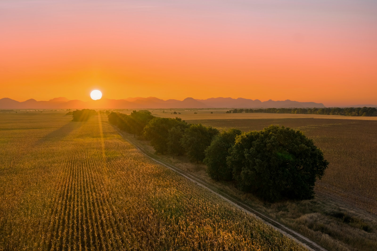 green trees and plants during sunset