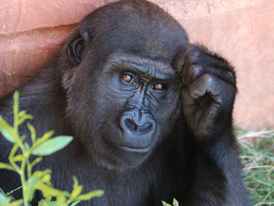 Gorilla