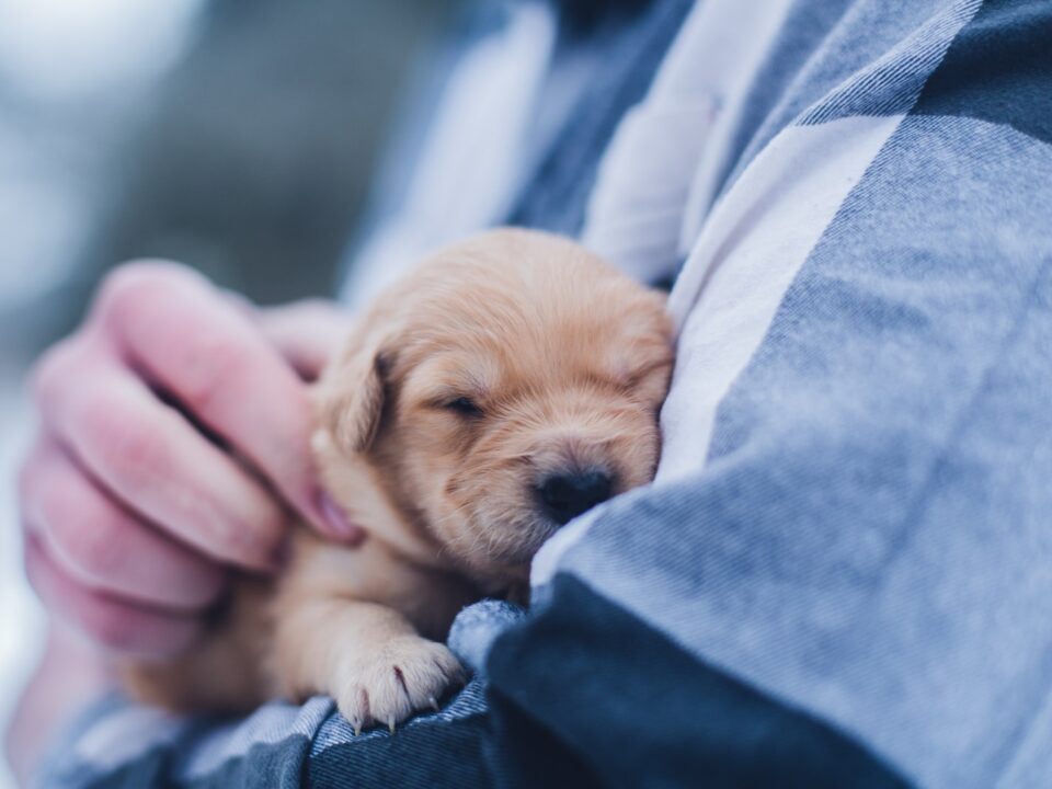 shallow focus photography of brown puppy during daytime