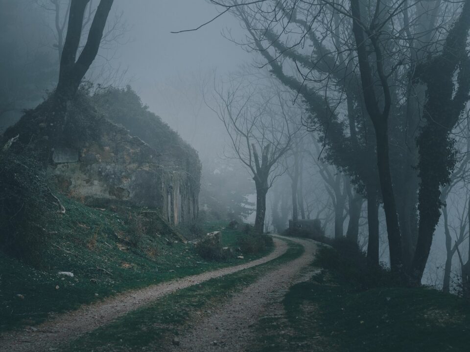 road between bare trees during foggy day