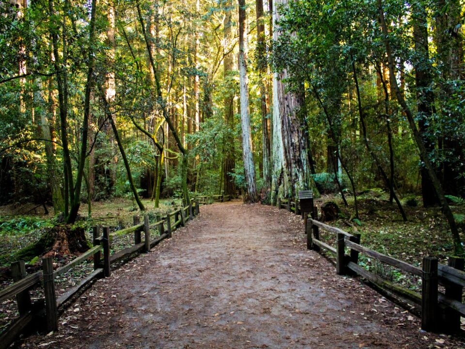 pathway in forest with yellow sunlight