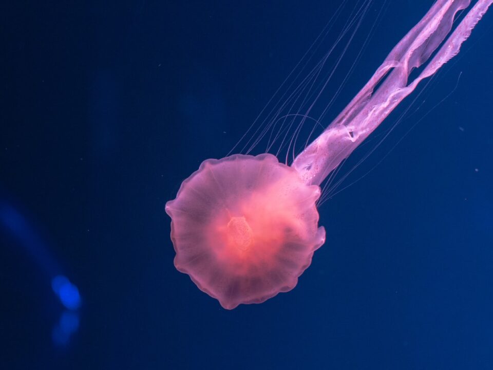 pink jellyfish underwater