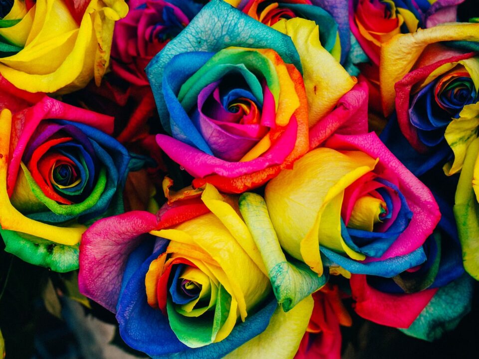 assorted-color petaled flowers