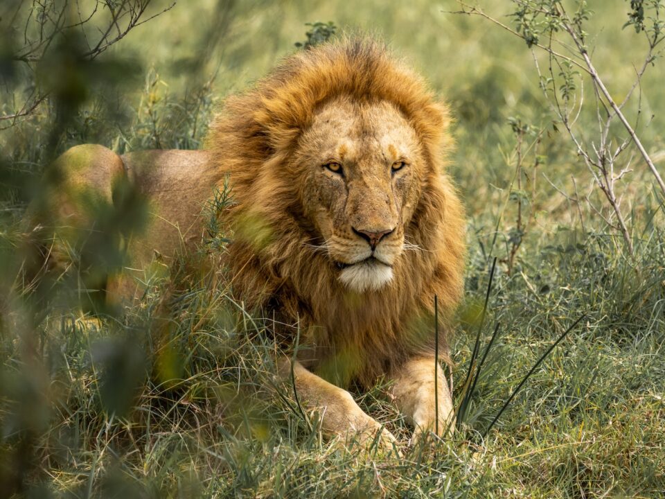 lion lying on green grass during daytime