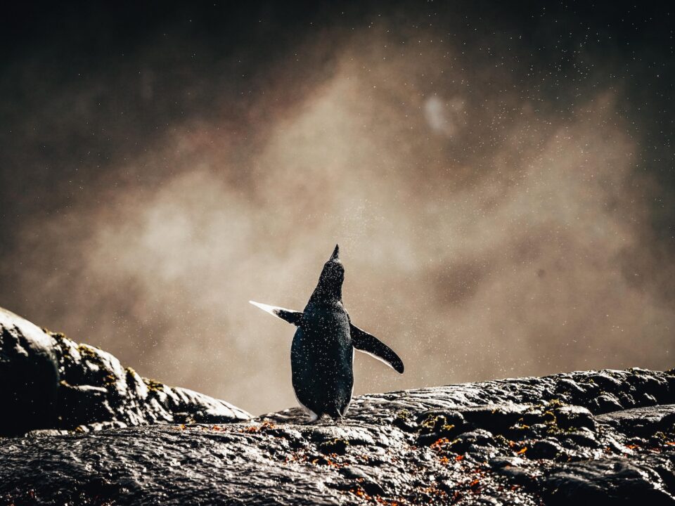 black bird on gray rock