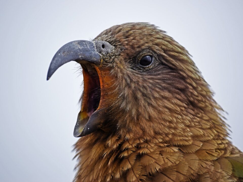 brown bird