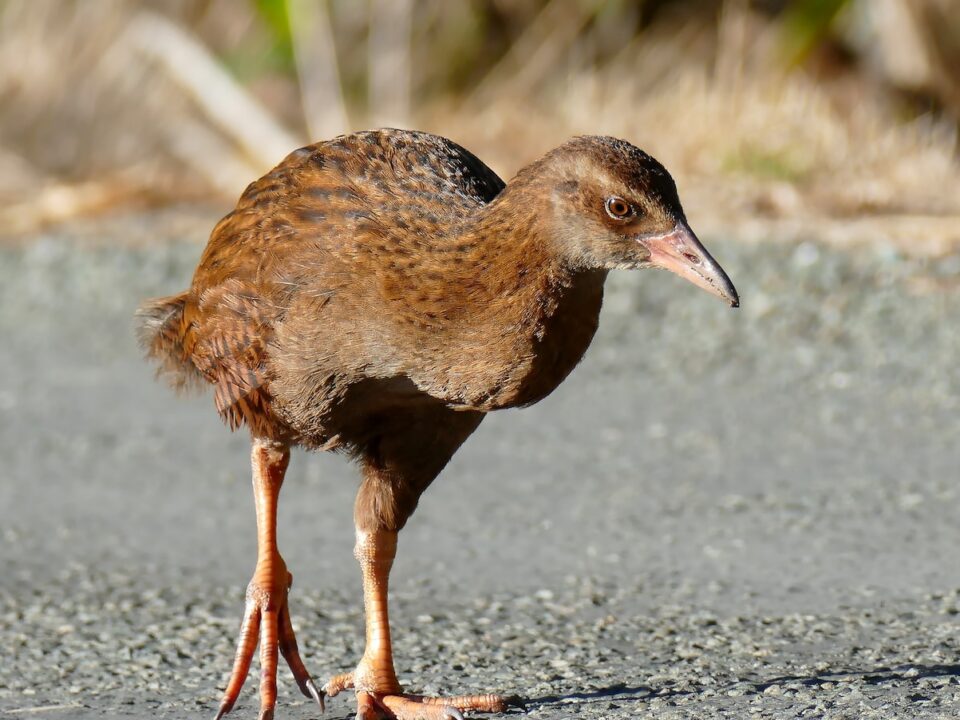 gray and black bird during daytime