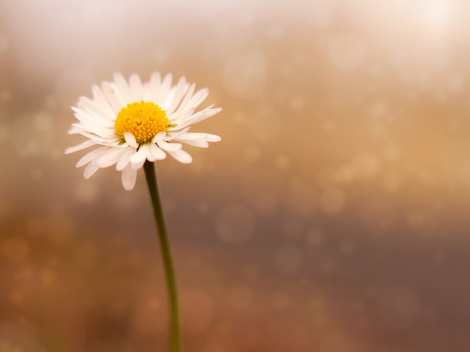 selective focus photography of daisy flower