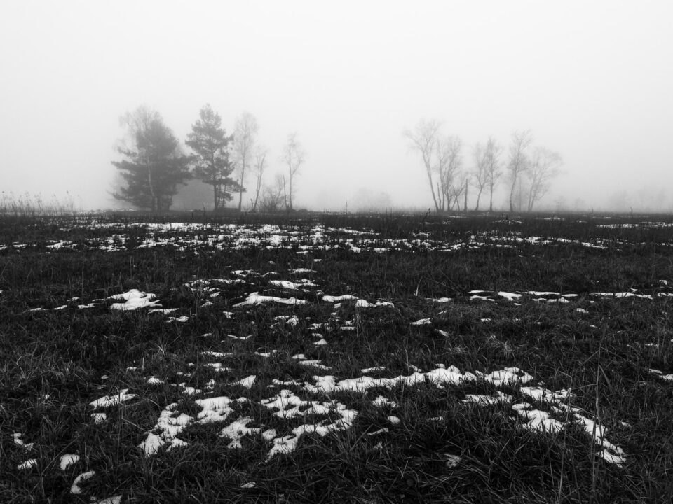 grayscale photo of grass field