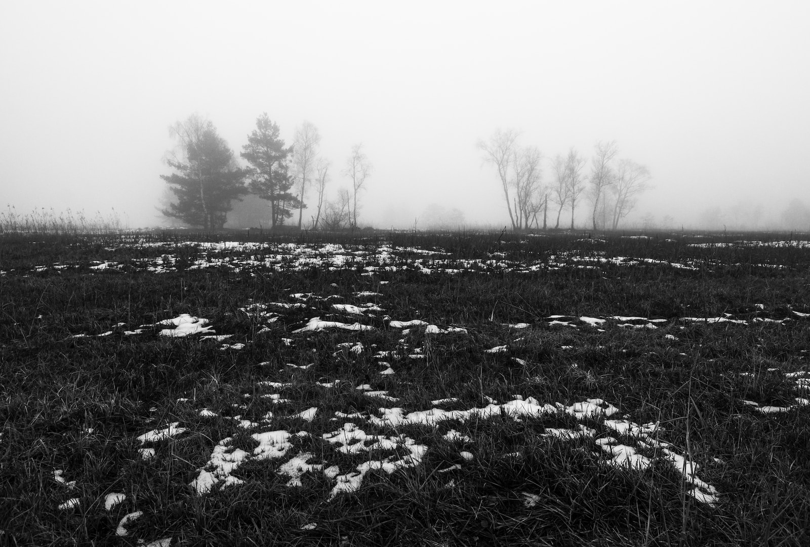 grayscale photo of grass field