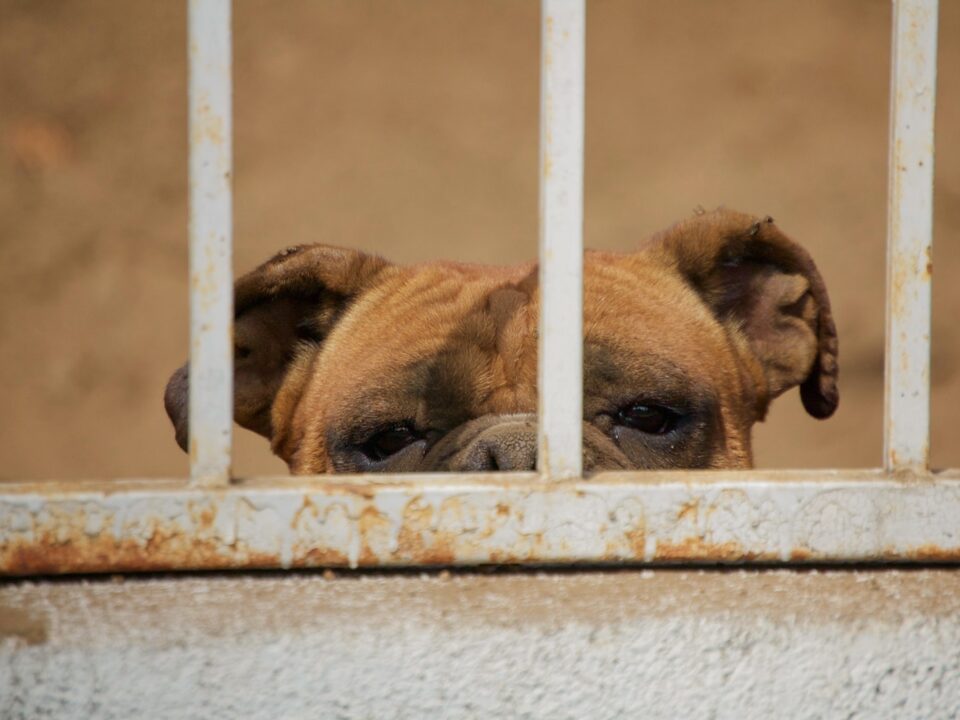 a brown and white dog looking out of a window