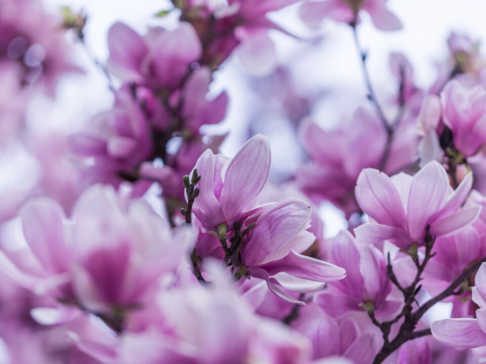 selective focus photography of purple orchid flowers