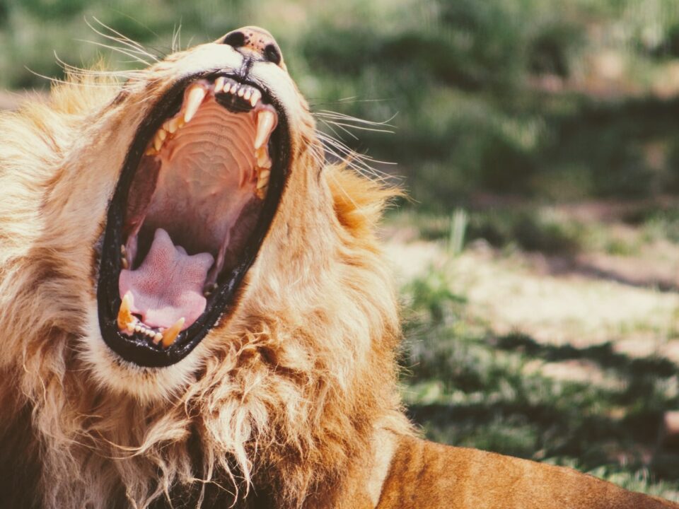 yawning lion on green grass during daytime
