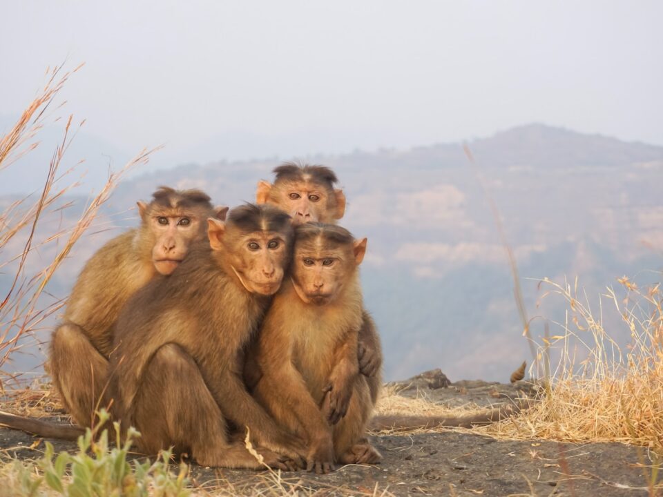four brown monkeys sitting side by side during daytime