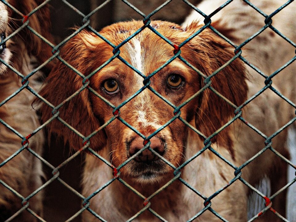 animal welfare, dog, locked