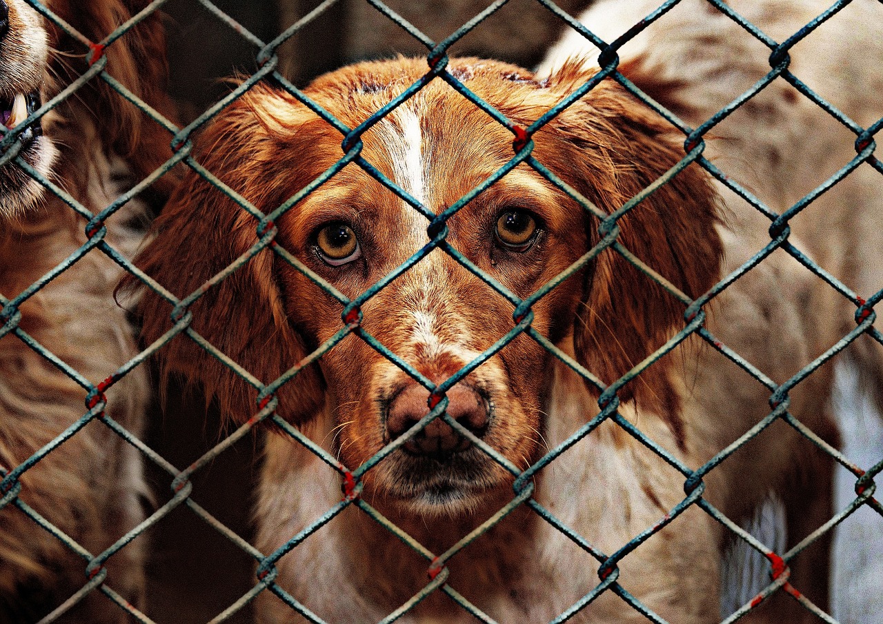 animal welfare, dog, locked