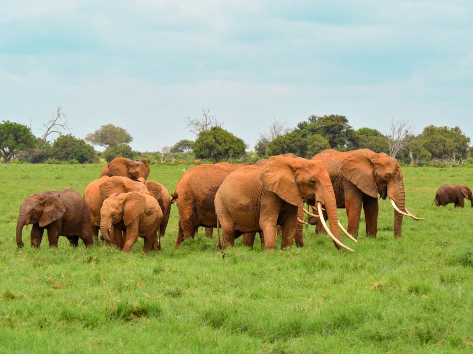 brown elephant on green grass field