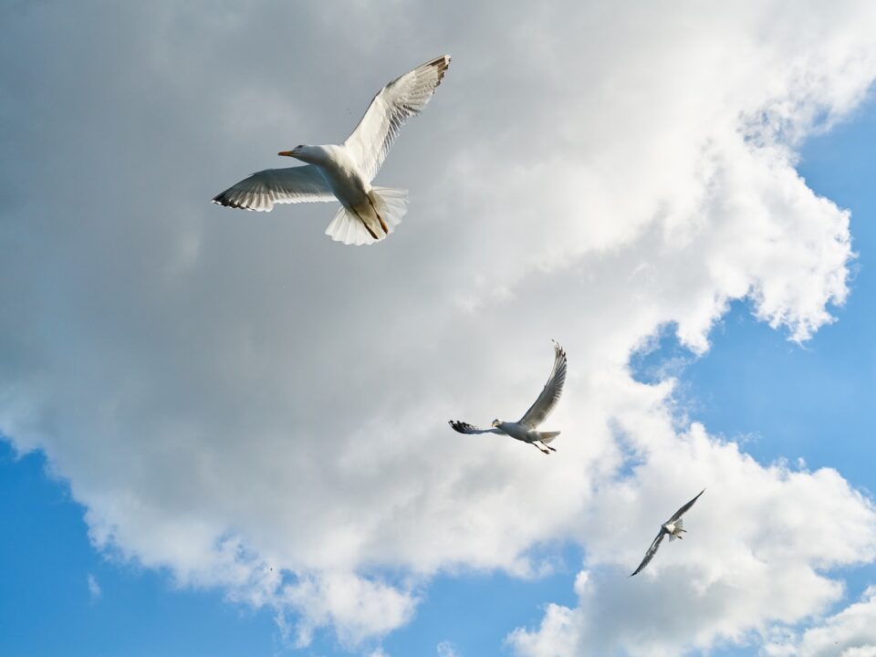 white bird flying under blue sky during daytime