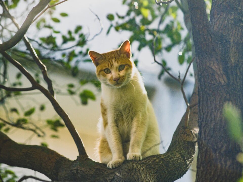 white and brown cat on tree branch