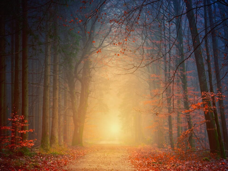 forest during golden hour time