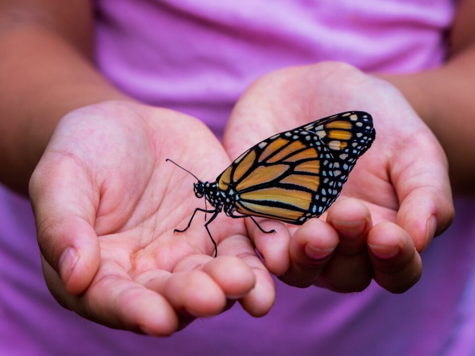 person holding yellow and black butterfly