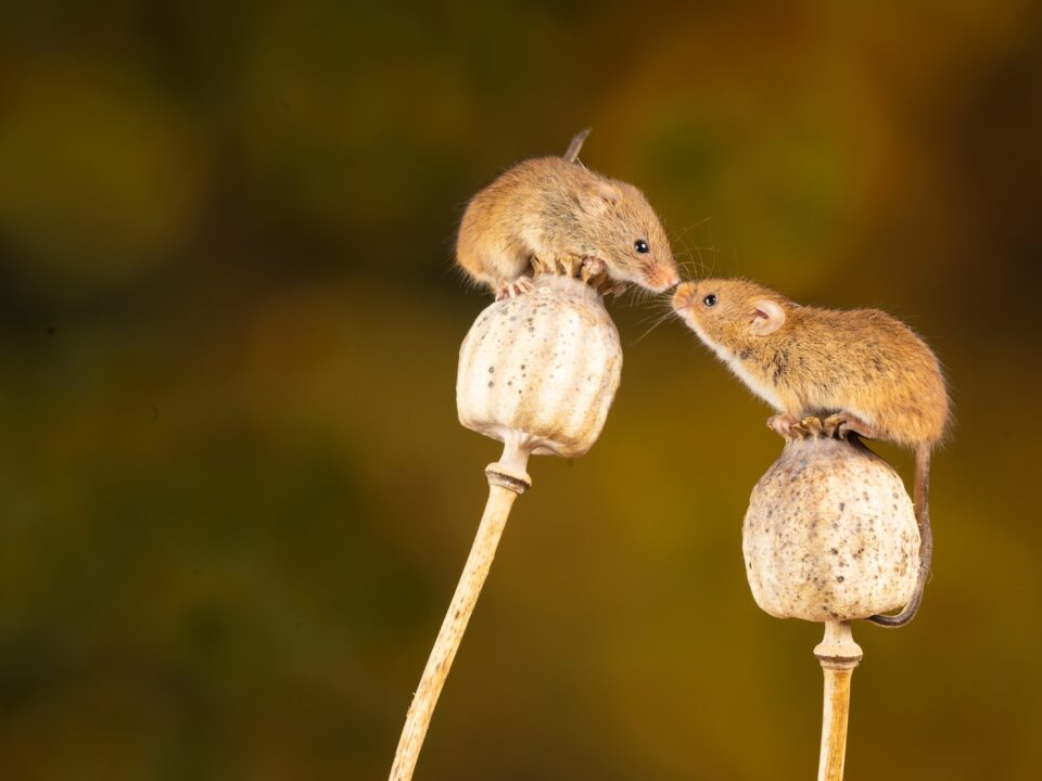 brown rodent on brown wooden stick