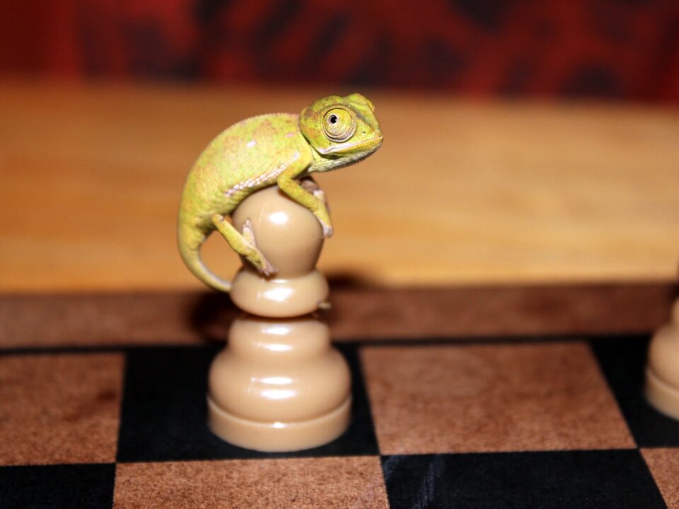 a small lizard sitting on top of a chess board