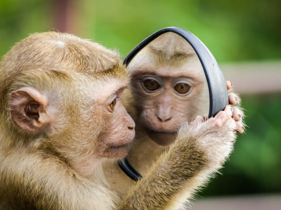monkey looking at mirror