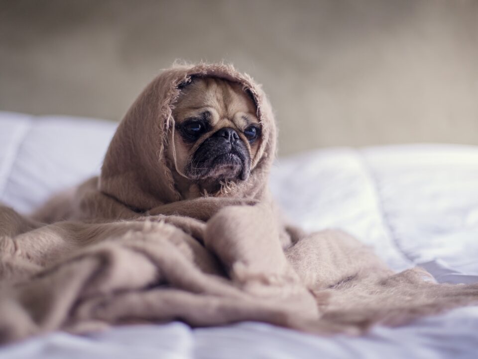 pug covered with blanket on bedspread