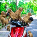 brown monkeys sitting on red automatic scooter