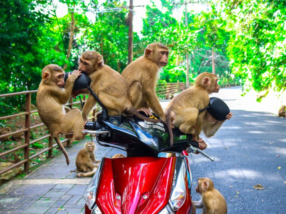 brown monkeys sitting on red automatic scooter