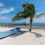 white canoe near palm tree