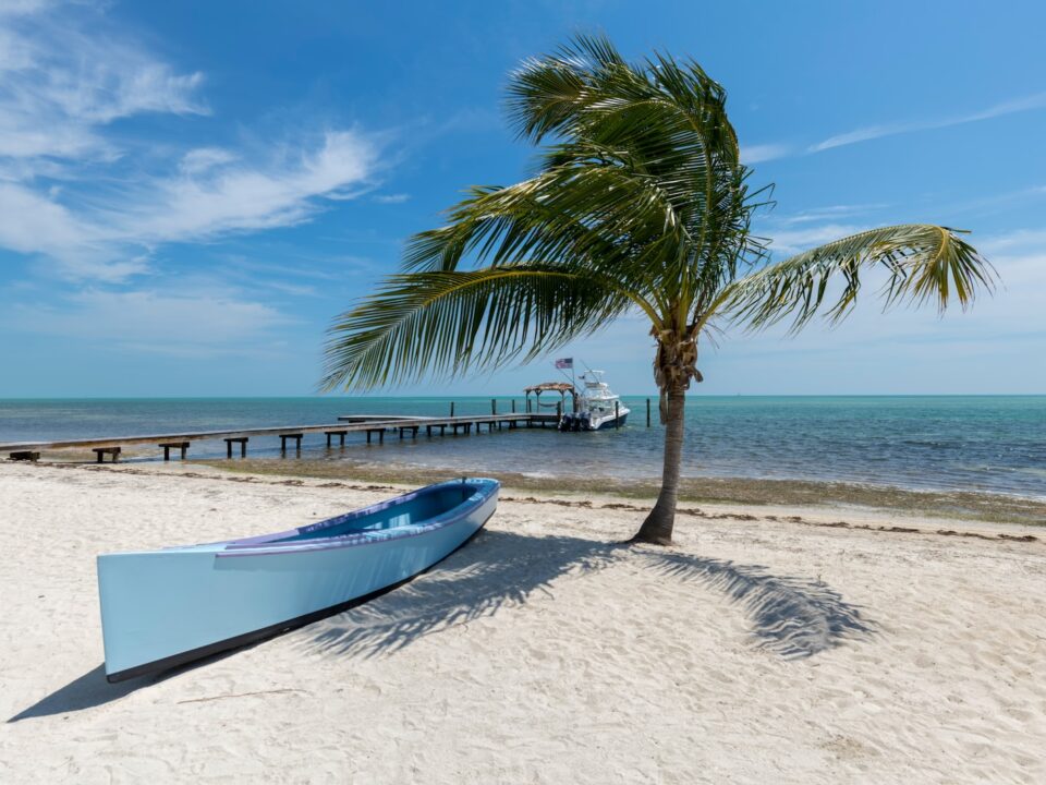 white canoe near palm tree