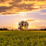trees during golden hour