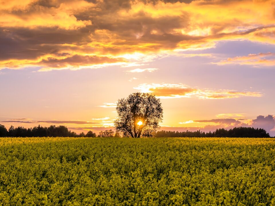trees during golden hour