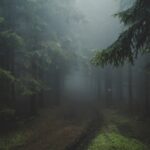 trees and pathway