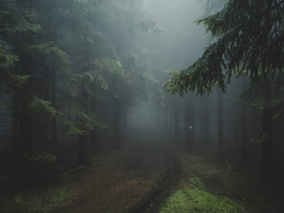 trees and pathway