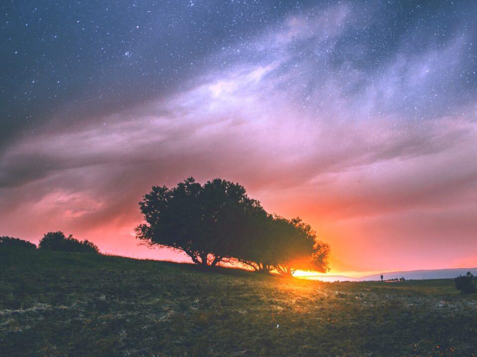 silhouette photography of tree