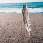 brown and gray feather near seashore