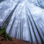 low-angle photography of trees