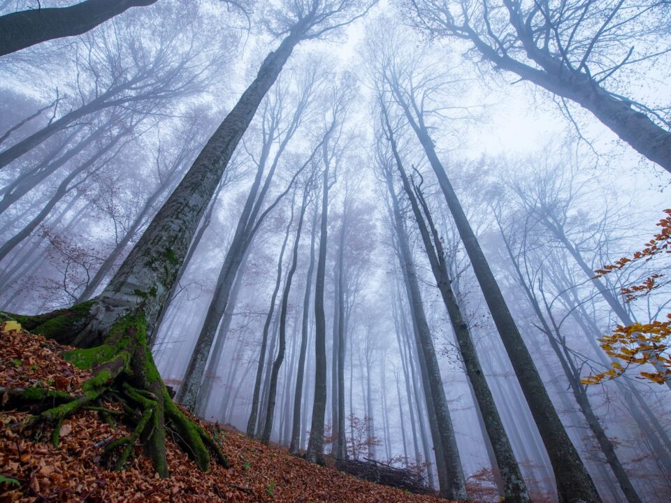 low-angle photography of trees