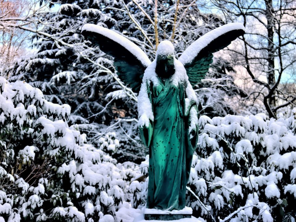 green bird on tree branch covered with snow