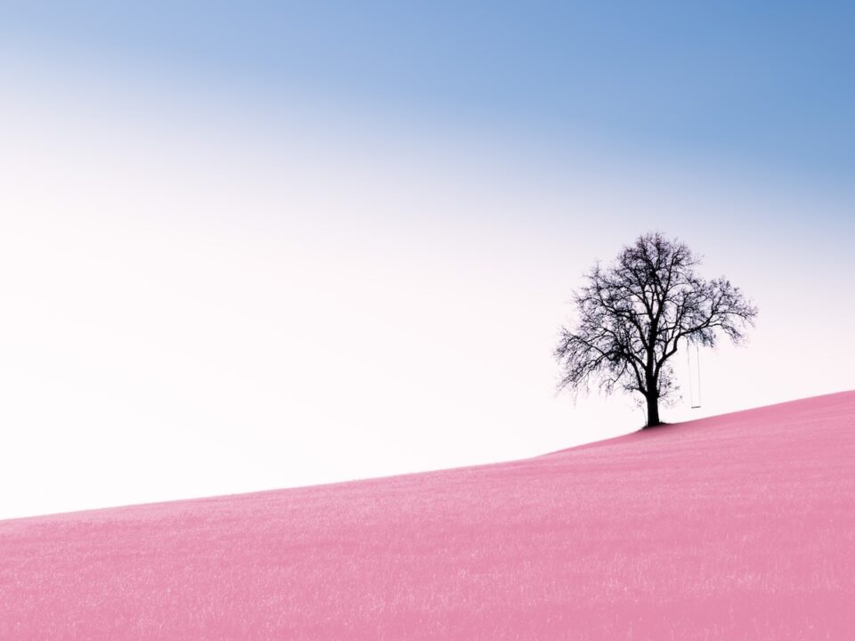 tree on desert