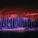 landscape photography of blue trees
