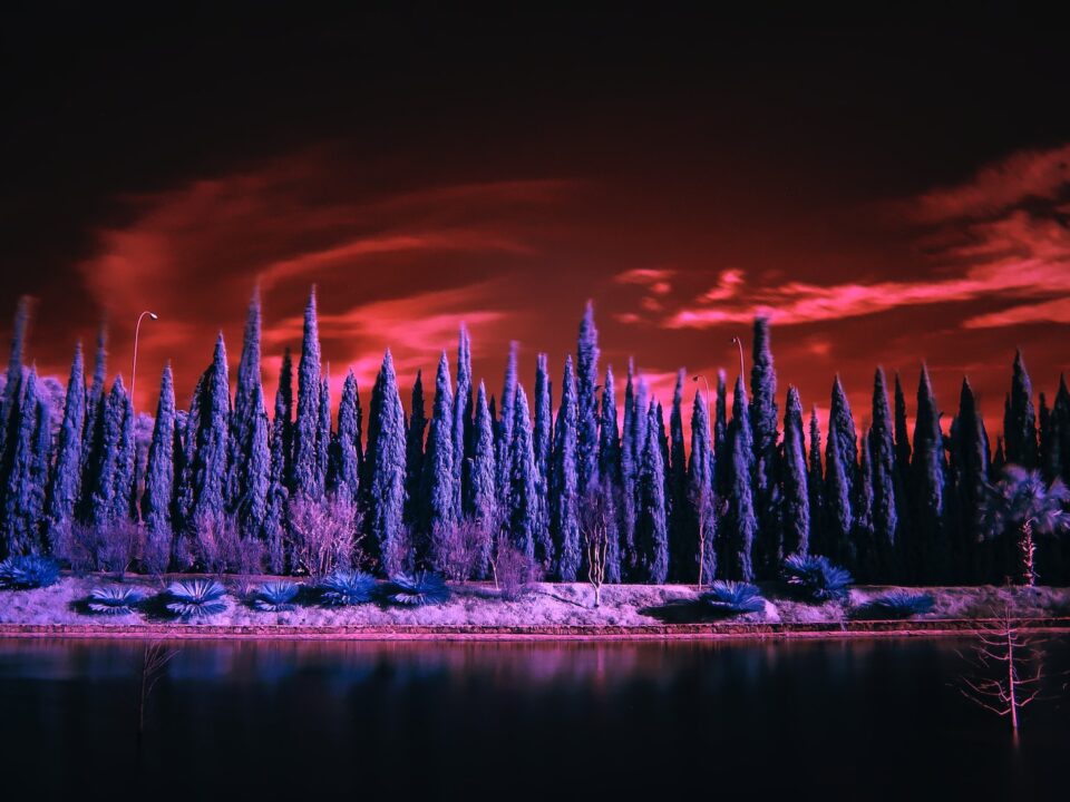landscape photography of blue trees