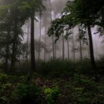 green trees on forest during foggy day