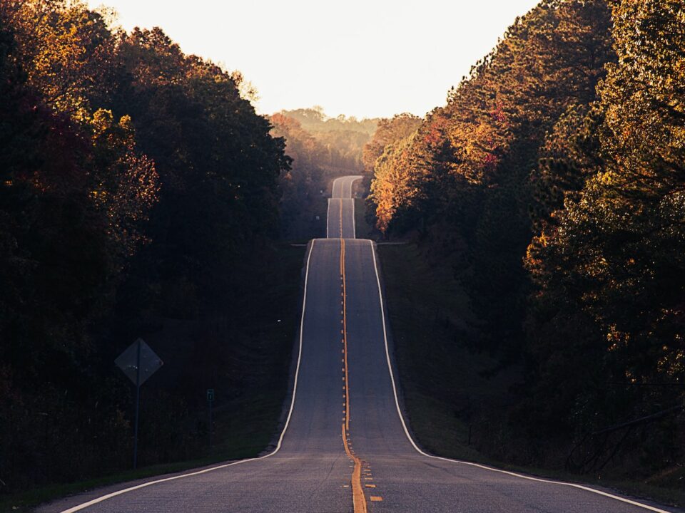 asphalt road between trees