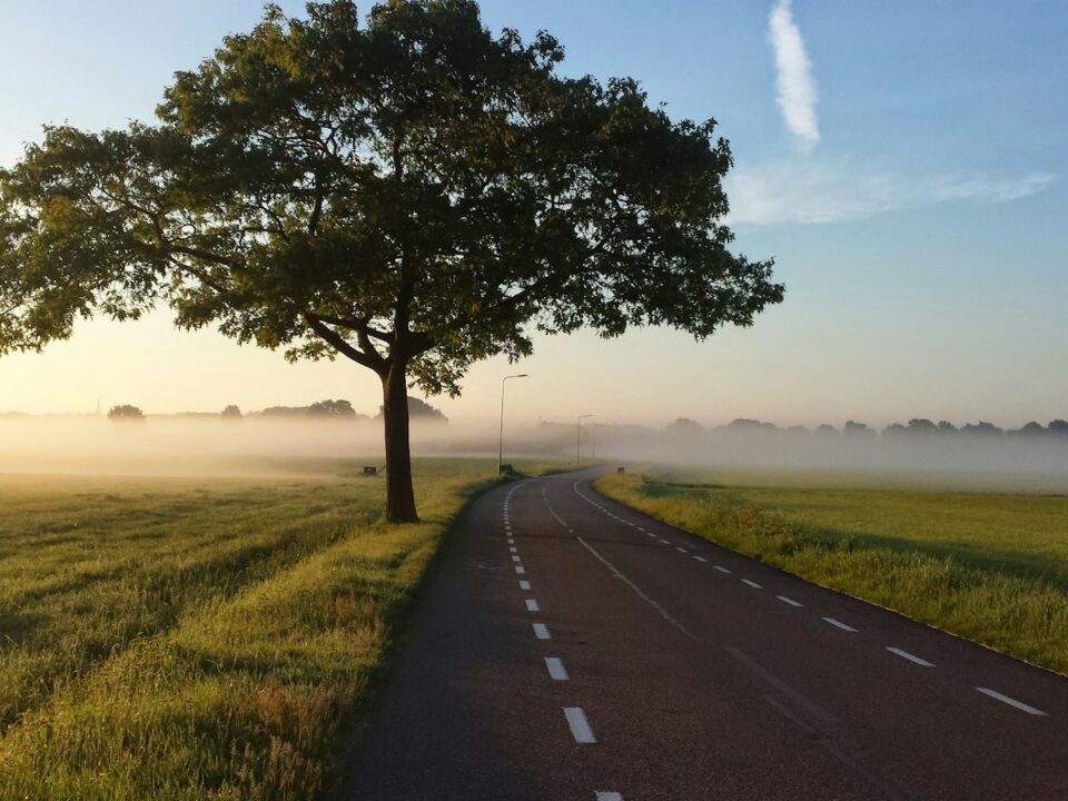 green tree near concrete road